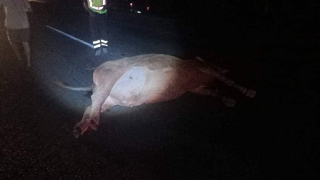 ‘Muuuuuuuuuere’ vaca; se la llevan de encuentro