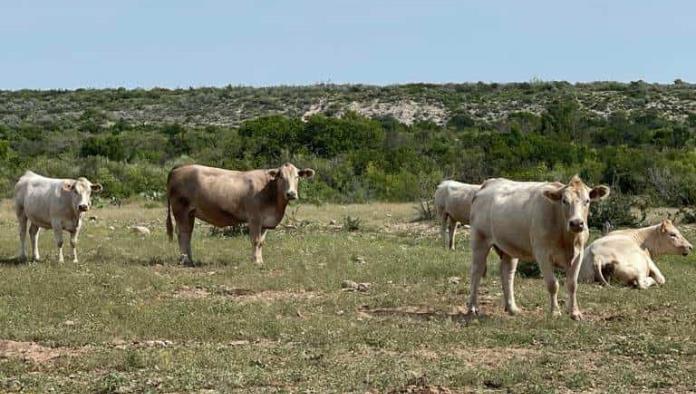 Reducirían ganaderos calidad en las carnes