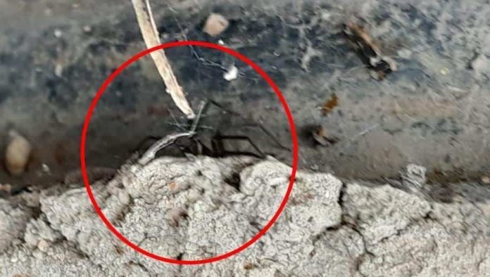 ¡Precaución! Aumentan casos por picaduras de arácnidos