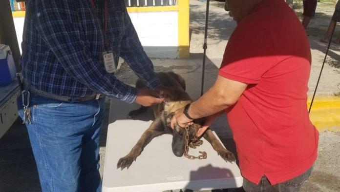 Vacunan a más de mil mascotas en Acuña