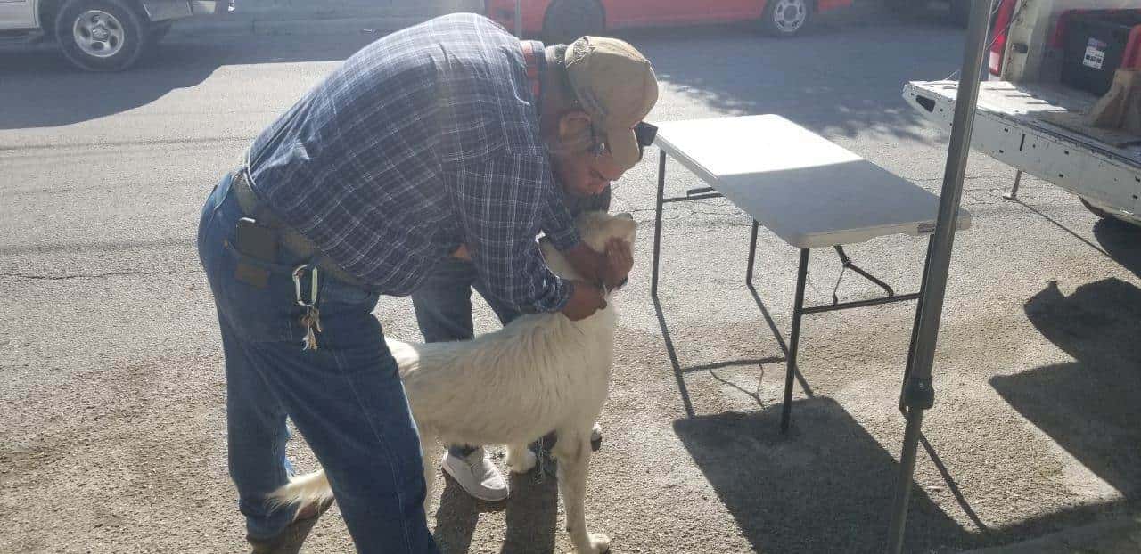 Vacunan a más de mil mascotas en Acuña