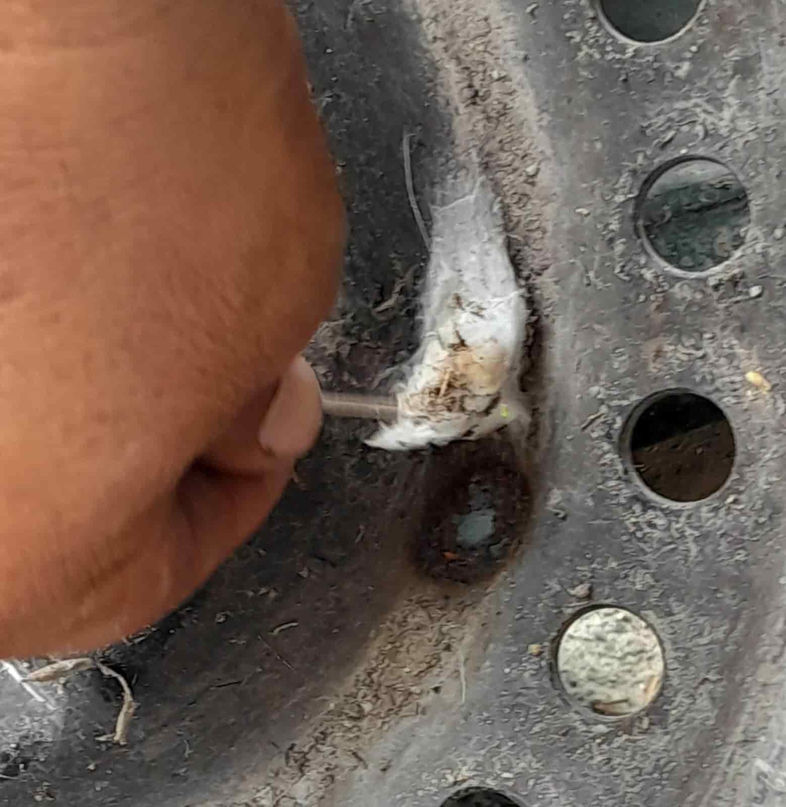 ¡Precaución! Aumentan casos por picaduras de arácnidos