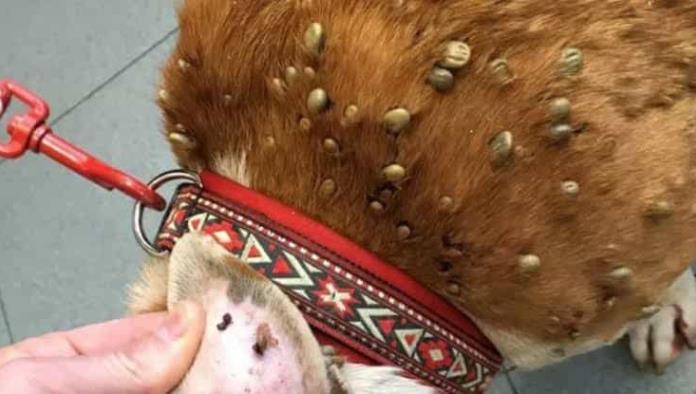 ¡Van 12 mascotas muertas! Crece plaga de garrapatas 