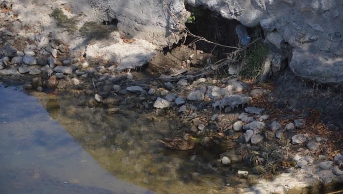 Se aferran tortugas y patos a lecho del río