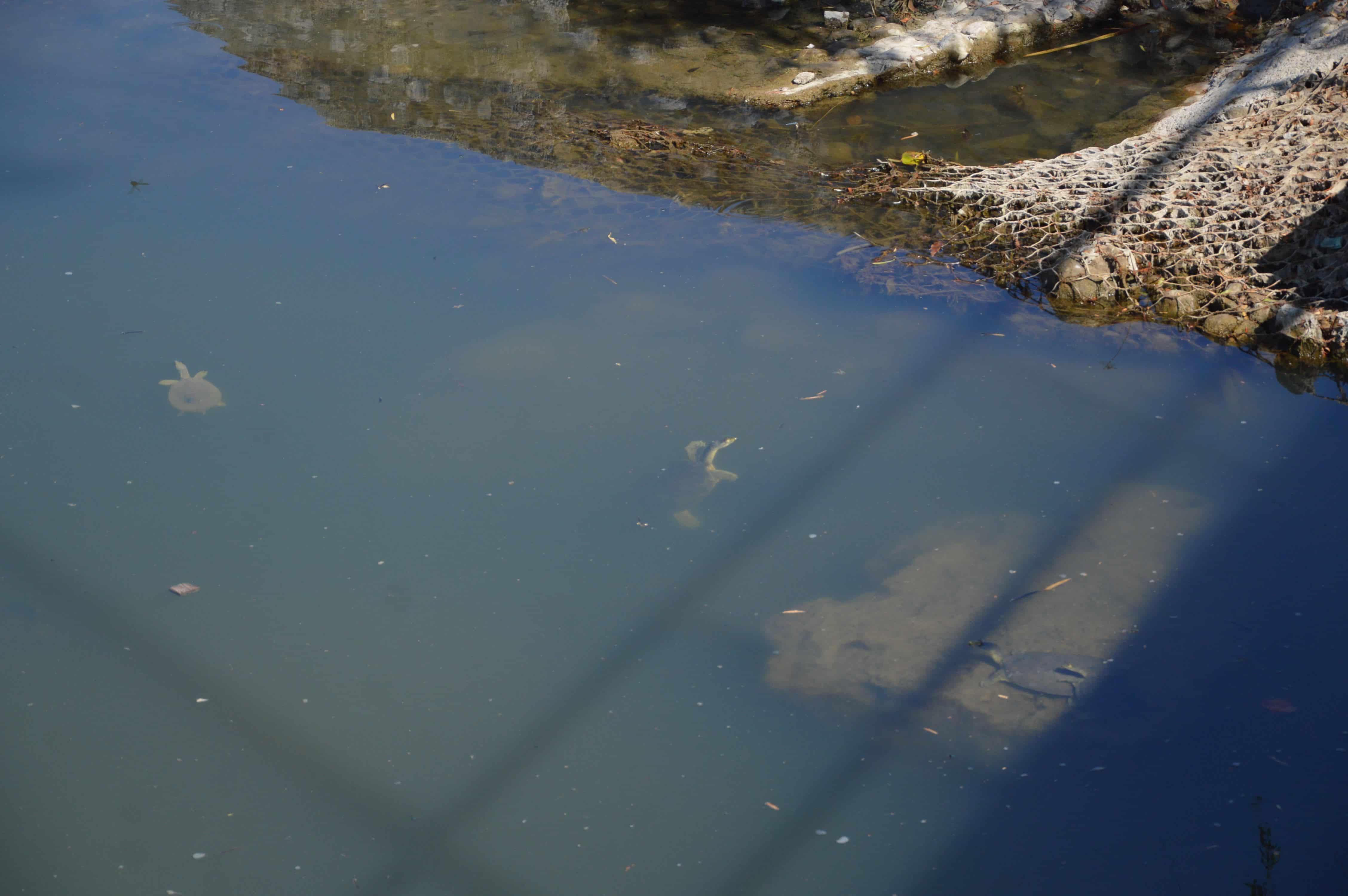Se aferran tortugas y patos a lecho del río