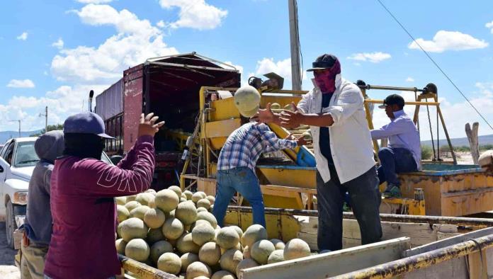 Melón de Ciénegas de la mejor calidad