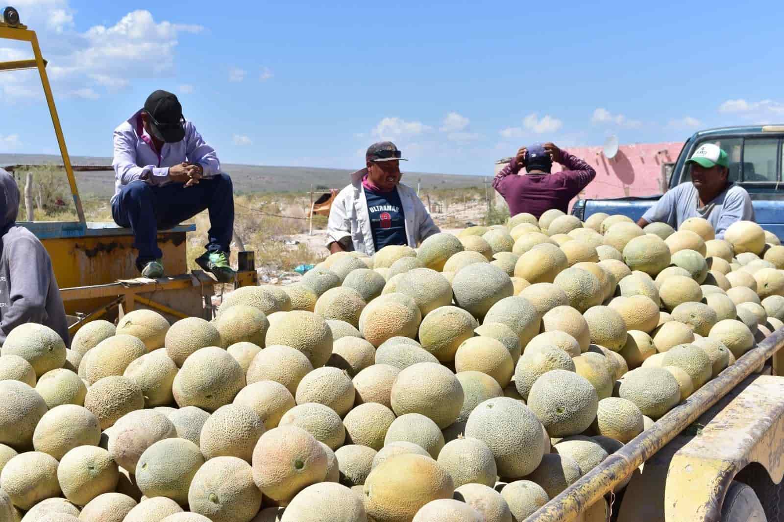 Melón de Ciénegas de la mejor calidad