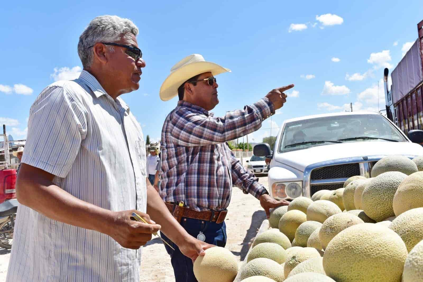 Melón de Ciénegas de la mejor calidad