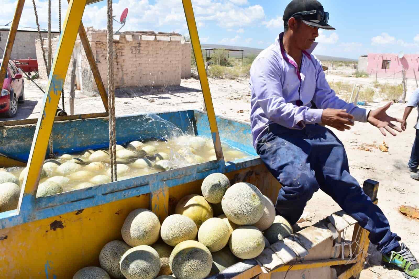 Melón de Ciénegas de la mejor calidad