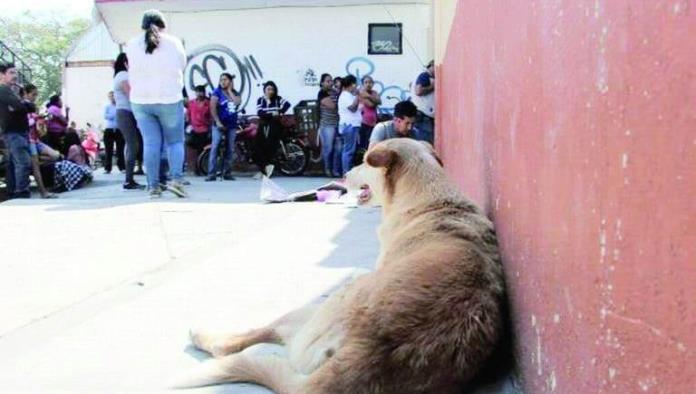 Exhortan a no meter mascotas a escuelas