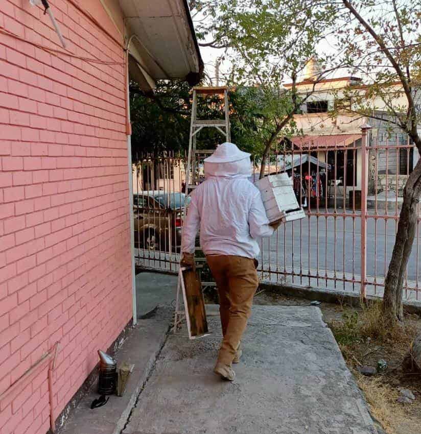 Alarman abejas a escuela Josefa