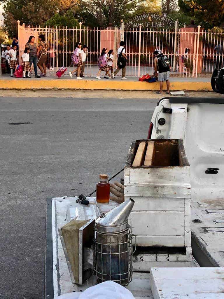 Alarman abejas a escuela Josefa