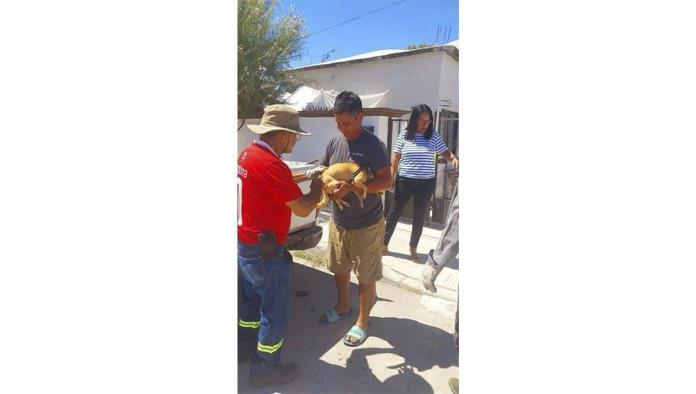 Vacunan a mascotas