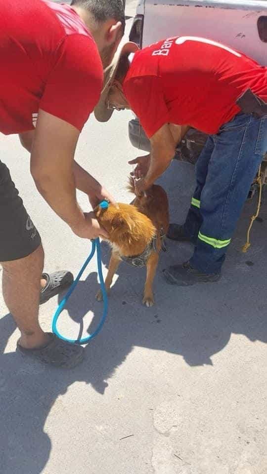 Vacunan a mascotas