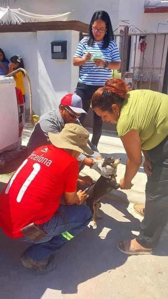 Vacunan a mascotas