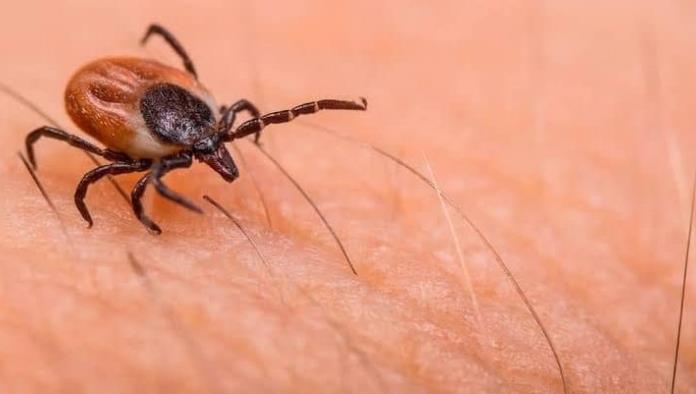 ¡Alerta por rickettsia! Preocupan decesos en ciudades cercanas