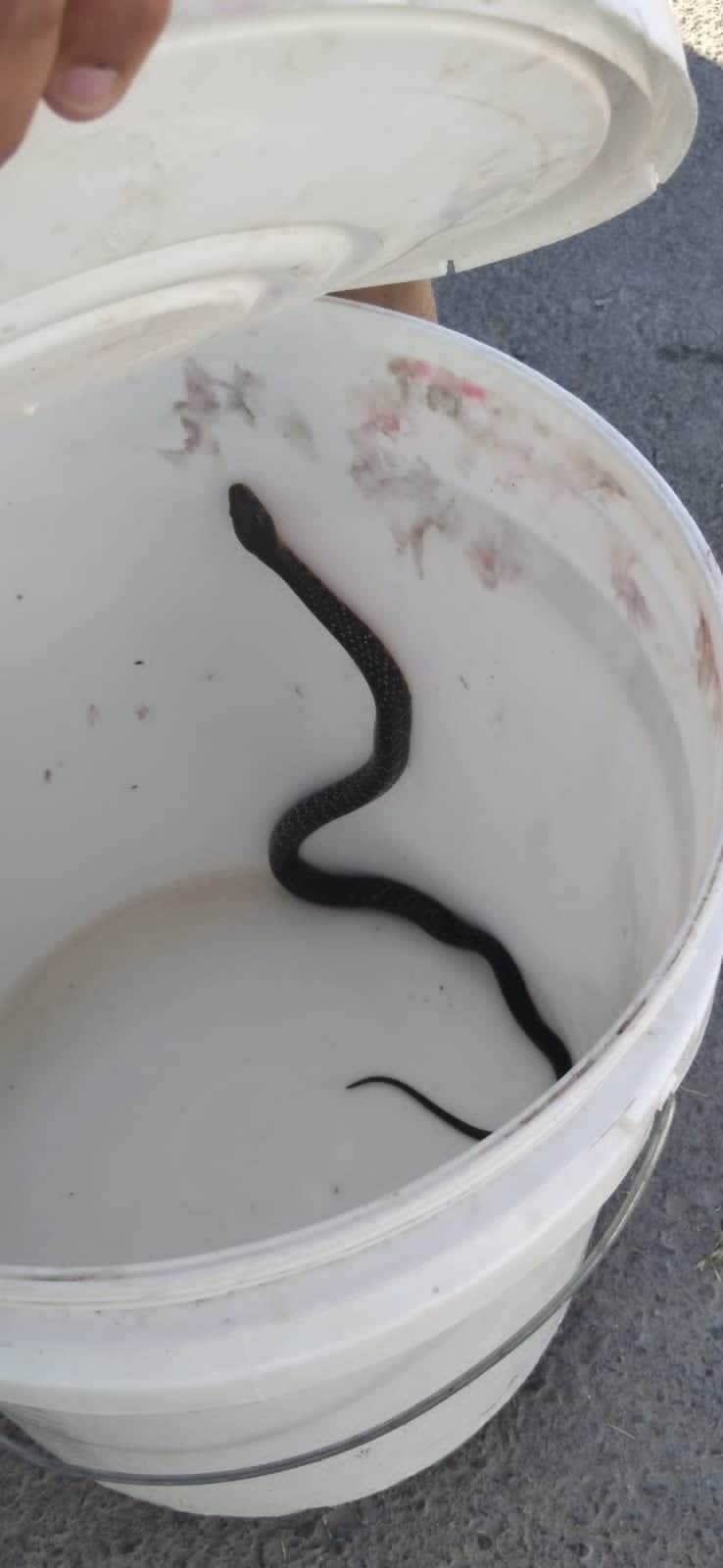 Capturan serpiente en el municipio de Morelos
