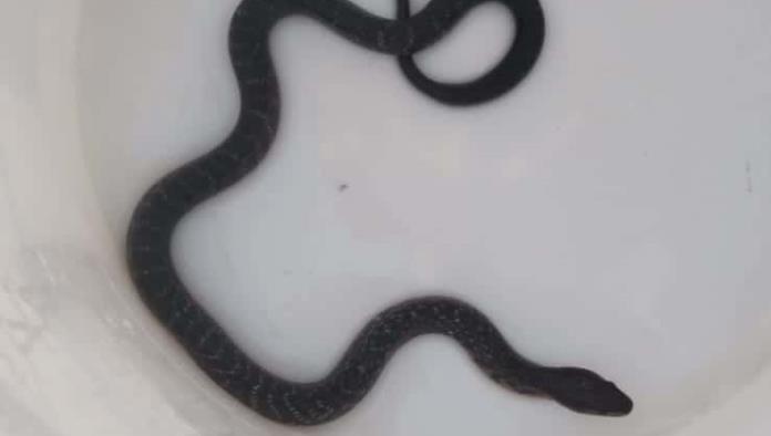 Capturan serpiente en el municipio de Morelos
