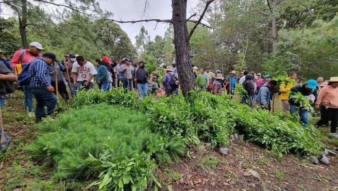 Reforestan cristianos los parques públicos