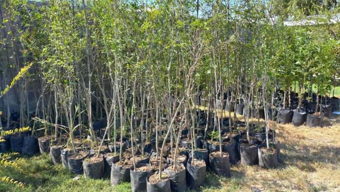 ¡Tiempo para reforestar! Acuña recibe 950 árboles