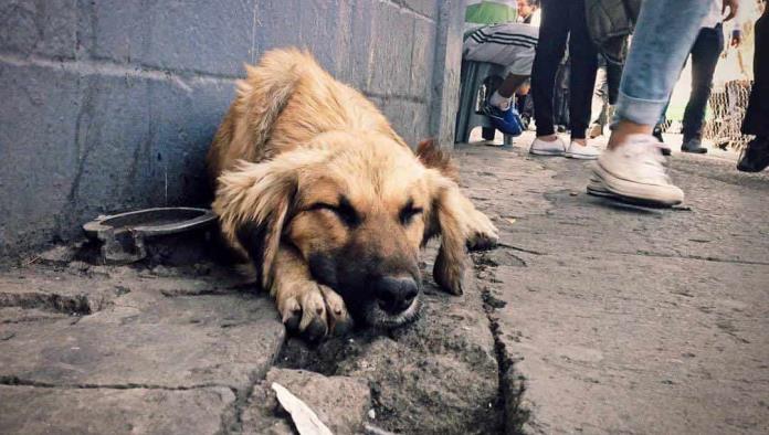 Detectan más perros afuera de escuelas