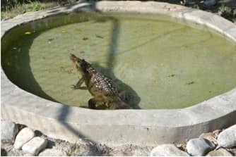 Personal del Ecoparque sigue buscando a “Coco” 