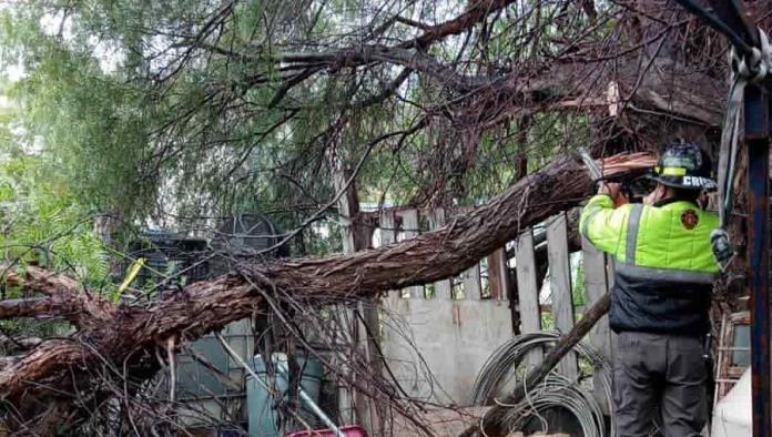 Provocan lluvias caídas de árboles en Arteaga