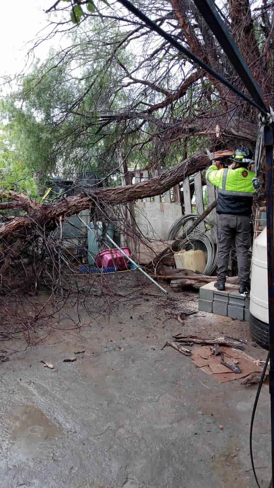 Provocan lluvias caídas de árboles en Arteaga