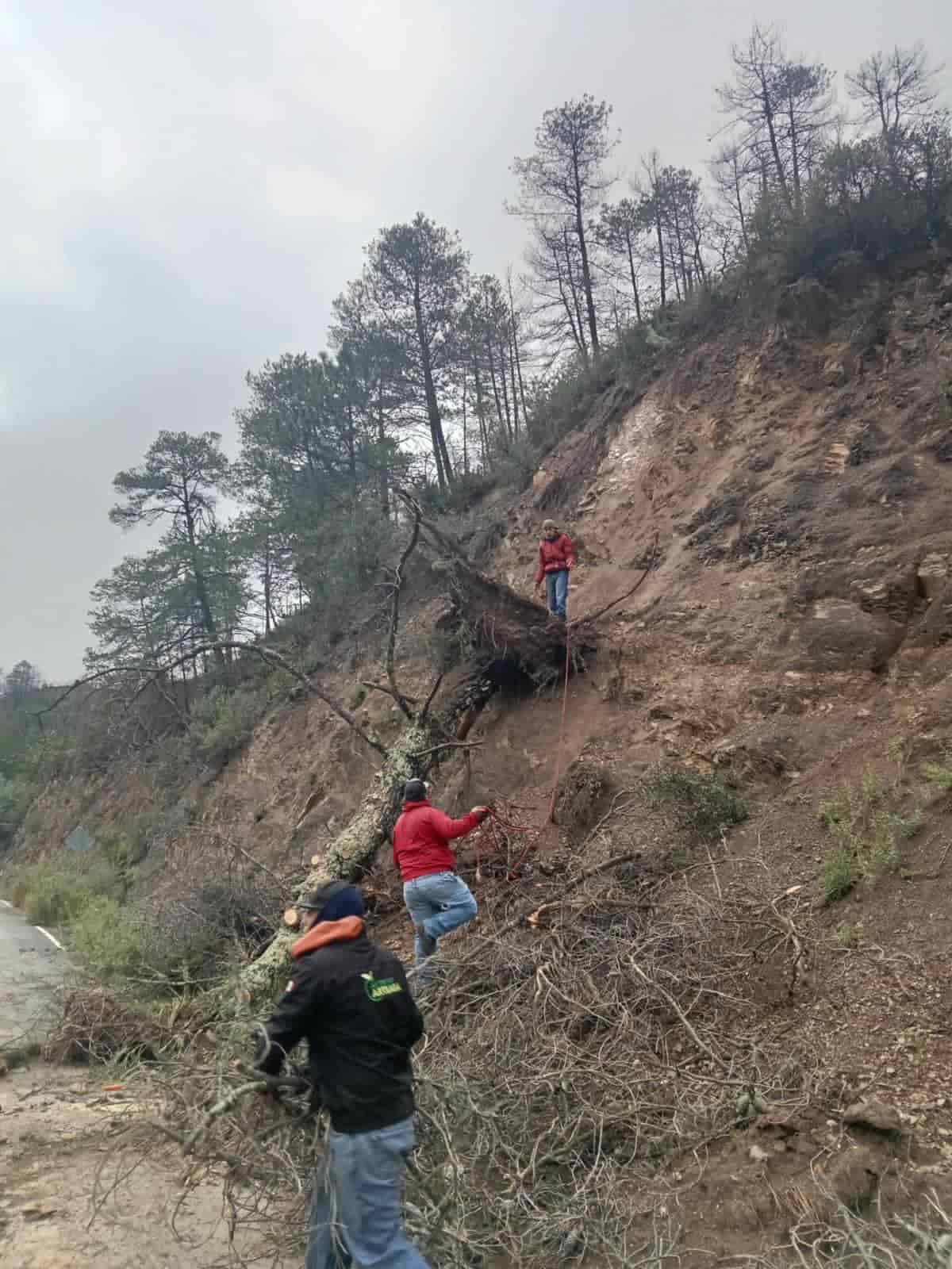 Provocan lluvias caídas de árboles en Arteaga