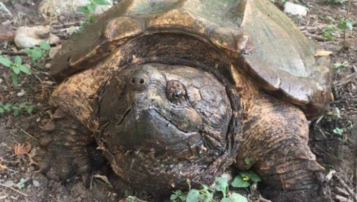 Avistan de nueva cuenta Tortuga Lagarto Norteño