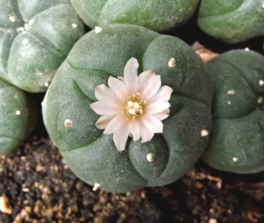 Peyote, medicinal o riesgo para la salud?