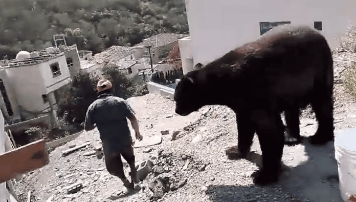 Tráele unas tortillas Oso llega a la obra y albañiles le dan de comer