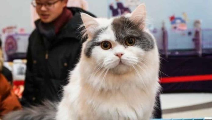 Policía de China logra rescatar a 1000 gatos que iban a ser sacrificados para comer