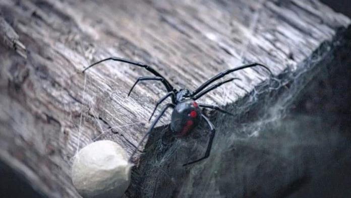 Tenia molestia y crugidos en su oído y encuentran una araña