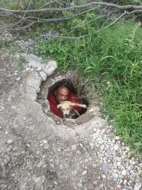 Cae perro a en alcantarilla