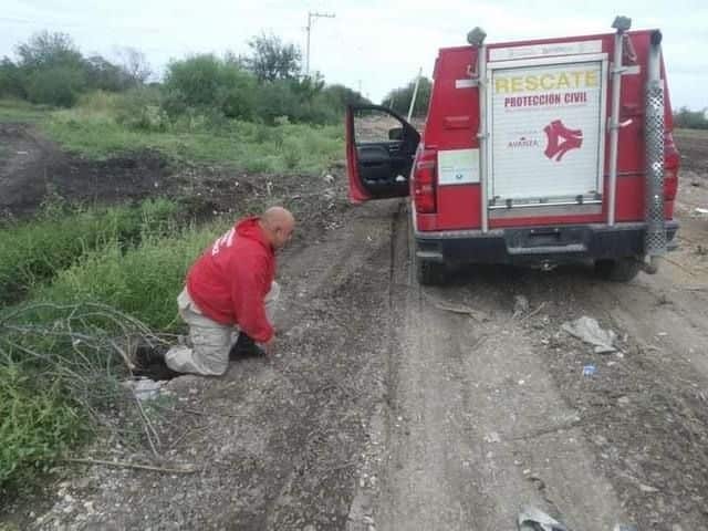 Cae perro a en alcantarilla