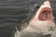 Muere surfista de 55 años muere tras ser atacado por un tiburón en Australia