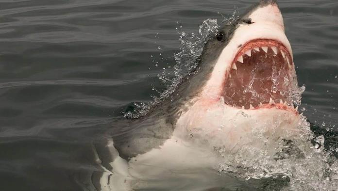 Muere surfista de 55 años muere tras ser atacado por un tiburón en Australia