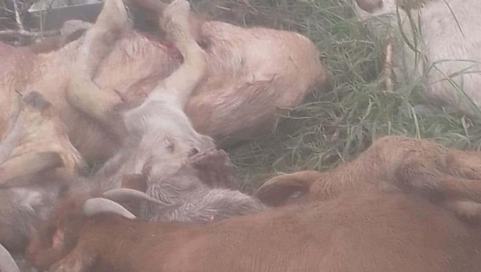 Jauría de perros mata ganado