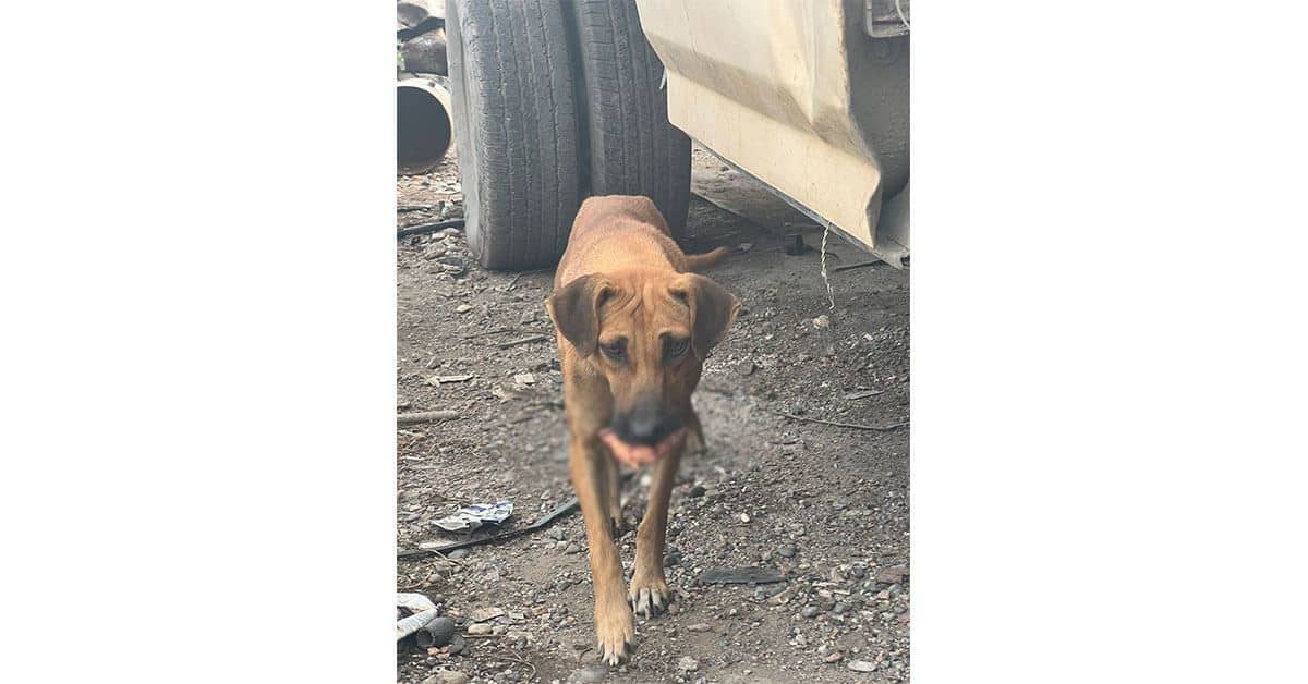 Muere mutilado; le explotó tanque