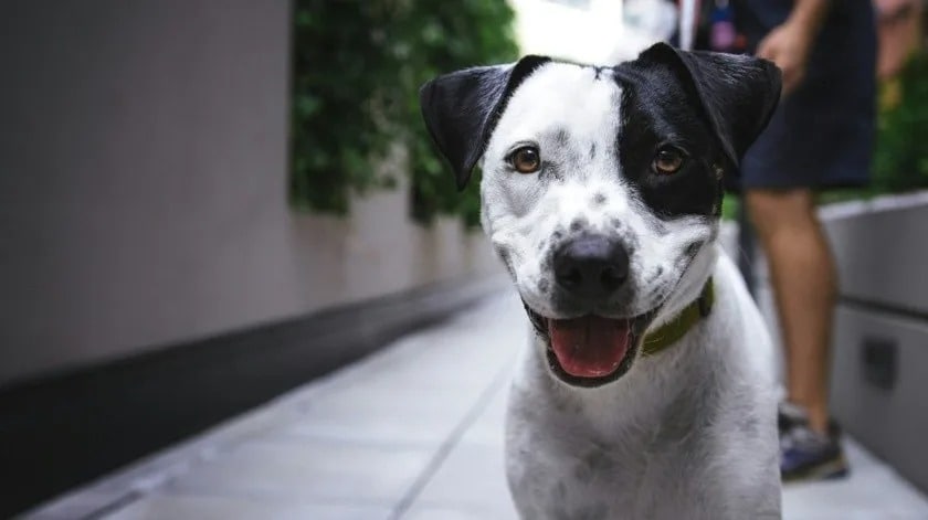Perrito es apuñalado por hombre borracho en Puebla; buscan al responsable