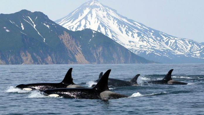 Orcas atacan un velero turístico y lo hunden tras golpearlo por casi una hora