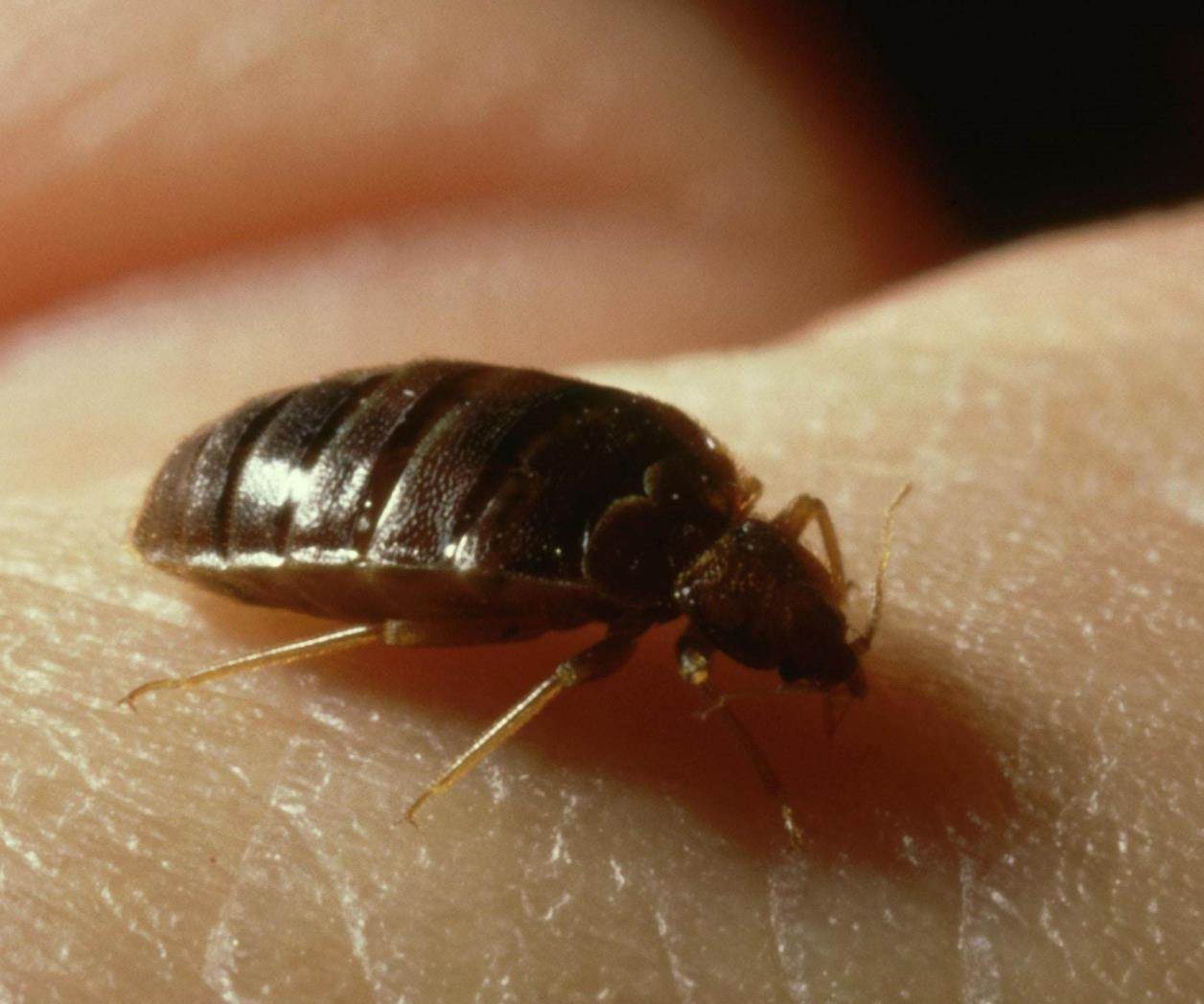 Corea del Sur reporta plaga de chinches en su capital