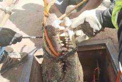 Iban a reparar un tubería y se encontraron con un cocodrilo en Ciudad Victoria