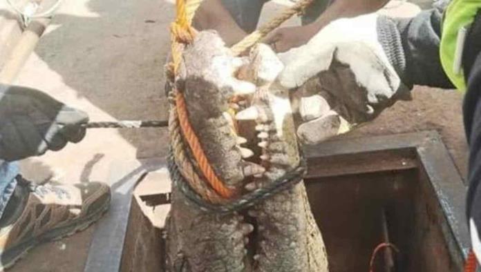 Iban a reparar un tubería y se encontraron con un cocodrilo en Ciudad Victoria