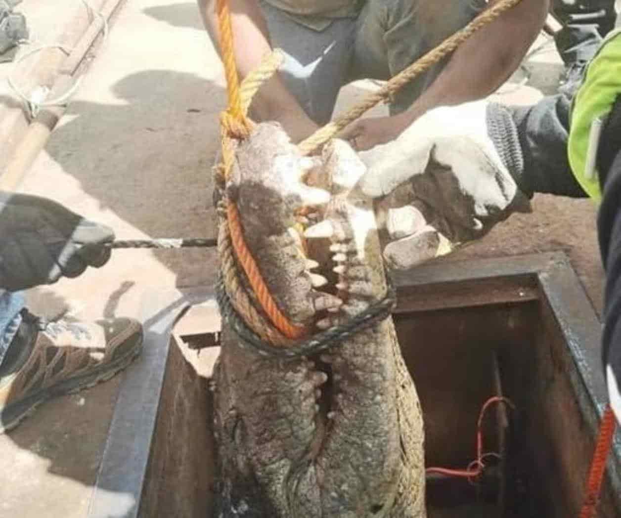 Iban a reparar un tubería y se encontraron con un cocodrilo en Ciudad Victoria