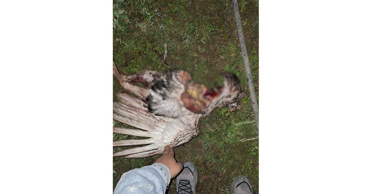 Continúa matanza por perros salvajes