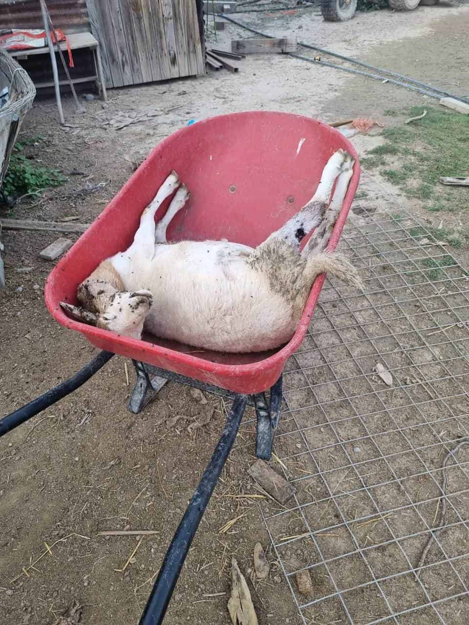 Continúa matanza por perros salvajes