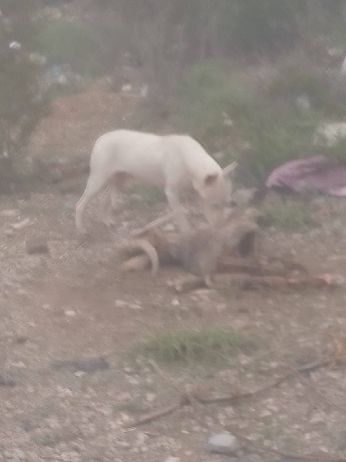 Continúa matanza por perros salvajes