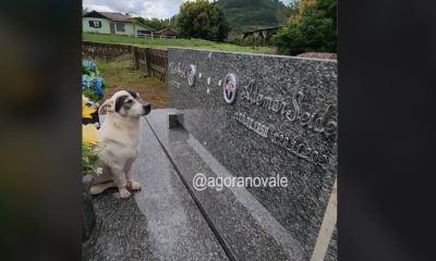 Perrito visita la tumba de su dueño a diario desde el 2020